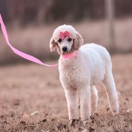 Meg - Bernedoodle