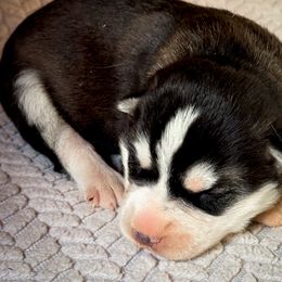 Pearl - Black and white female Siberian Husky puppy in Grant City, Missouri from Timberline Paws
