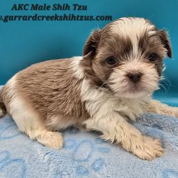 Lavender and White Boy - Lilac male Shih Tzu puppy in Oakville, Washington from Garrard Creek Shih Tzus