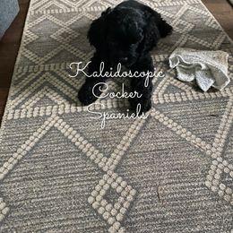 Cocker Spaniel Puppies from Kaleidoscopic Creations