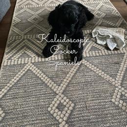 Cocker Spaniel Puppies from Kaleidoscopic Creations