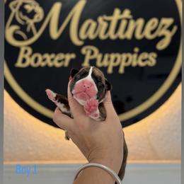 Boy1 - Brindle male Boxer puppy in Orlando, Florida from Martinez AKC Boxers of Central Florida
