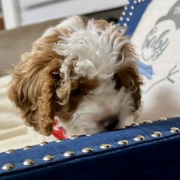 Cockapoo Puppies from Cockapoo