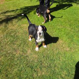 Purple - Black, white and red female Greater Swiss Mountain Dog puppy in Cornelius, Oregon from Hoberg's GSMD