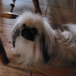 Daizy - Pekingese