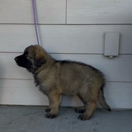 Grumpy (Purple) - Fawn sable male Shiloh Shepherd puppy in Vancouver, Washington from North By Northwest Shilohs “NBNW”