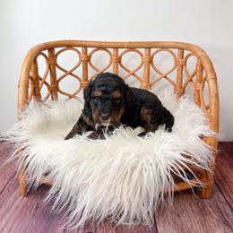 Malone - Phantom male Goldendoodle puppy in from Pink Poodles and Doodles