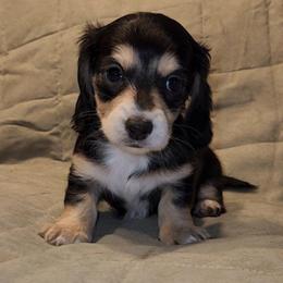 Naomi - Black and cream female Dachshund puppy in Strafford, Missouri from LL Weens