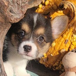 Sage bandana girl - Black and tan female Pembroke Welsh Corgi puppy in Cherokee, Oklahoma from MCS Farms-OK