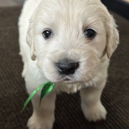 4th choice male - Light golden male Golden Retriever puppy in Decatur, Indiana from Golden Bundles