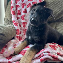 Red Boy - Black and tan male German Shepherd puppy in Ashland, Ohio from Peachy Puppies