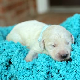 Australian Labradoodle, Bernedoodle, and Goldendoodle Puppies from Golden Fields Doodles