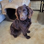 Brownie - Boykin Spaniel