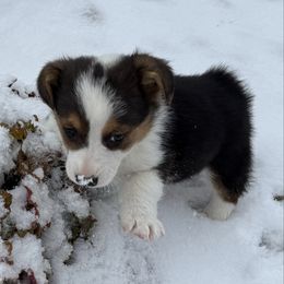 Boy 2 - Black and white male American Corgi puppy in Scottown, Ohio from Wyndy Ridge Corgis