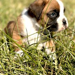 Boxer Puppies from Rocky Bottom Boxers