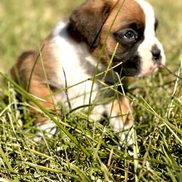Boxer Puppies from Rocky Bottom Boxers