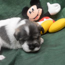 Toby - Salt and pepper male Miniature Schnauzer puppy in Lebanon, Missouri from Sassy's Classy Canines