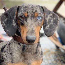 Dachshunds from Caroline’s Dachshunds