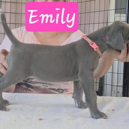 Emily - Blue female Great Dane puppy in Longview, Texas from Lazy A Danes