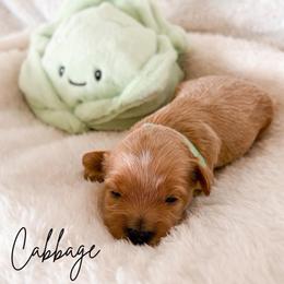 Cabbage - Apricot male Maltipoo puppy in Kula, Hawaii from Toy Poodle & Maltipoo Maui
