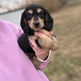 Rudolph - Black and cream male Dachshund puppy in Mc Alester, Ok, Oklahoma from New Hope Miniature Dachshunds