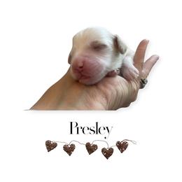 Goldendoodle Puppies from Graystone Doodles