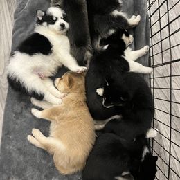 Pomsky Puppies from Lunar Pomskies