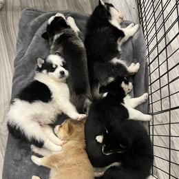 Pomsky Puppies from Lunar Pomskies