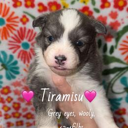 Tiramisu - Blue female Pomsky puppy in Centerville, Iowa from LJ Kennels Pomskies, LLC