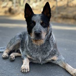 Australian Cattle Dog Puppies from Tin Roof Australian Cattle Dogs
