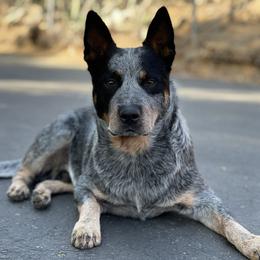 Australian Cattle Dog Puppies from Tin Roof Australian Cattle Dogs