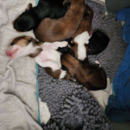 Papillon puppies from Kica Papillons