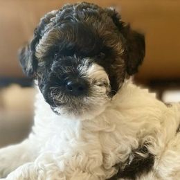 Assorted Doodle Crosses, Bernedoodles, and Poodles from Lucky Day Doodles