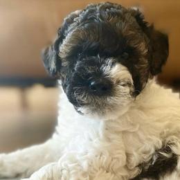 Assorted Doodle Crosses, Bernedoodles, and Poodles from Lucky Day Doodles
