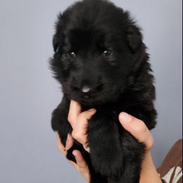 German Shepherd Puppies from Von WestLynn German Shepherds