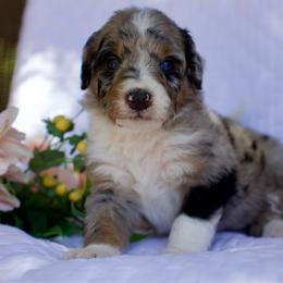 Saguaro - Phantom male Bernedoodle puppy in Queen Creek, Arizona from Dulcito Doodles