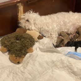 French Bulldog, Mal-Shi, Maltipoo, and Shih Tzu Puppies from NC Stellar Puppies