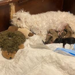 French Bulldog, Mal-Shi, Maltipoo, and Shih Tzu Puppies from NC Stellar Puppies