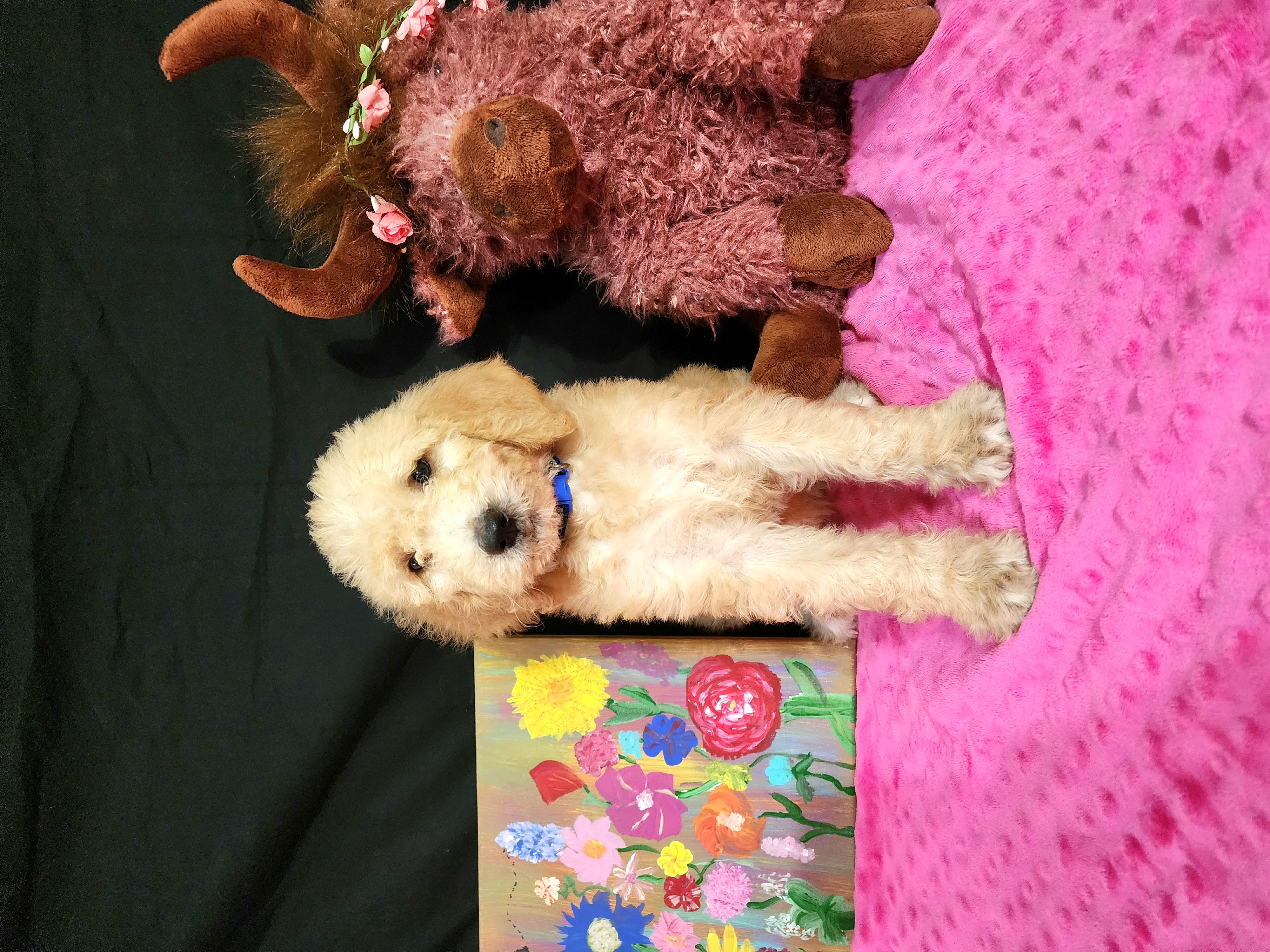Leigh - Apricot Labradoodle puppy in Weatherford, Texas from Oodles of poodles and doodles