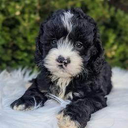 Kali - Black and white female Cockapoo puppy in Salt Lake City, Utah from Utah Cocker Spaniels