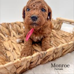 Monroe - Red  female Goldendoodle puppy in Sunman, Indiana from Brunsman Country Doodles LLC