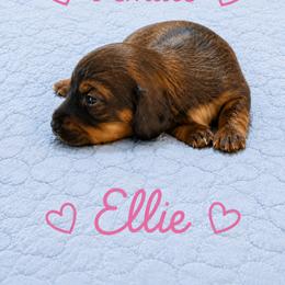 Dachshund Puppies from Wicburg’s Wieners