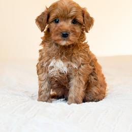 Rocco - Red  male Goldendoodle puppy in Sallisaw, Oklahoma from Huddle Puppies