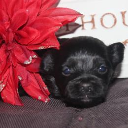 Cha Cha - Black female Maltipoo puppy in Arkansas from Brew House