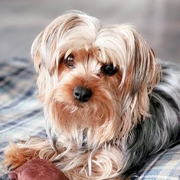 Double Doodles, Goldendoodles, Poodles, Yorkipoos, and Yorkshire Terriers from Edgewater Doodles & Designer Pups