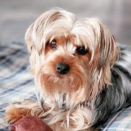 Double Doodles, Goldendoodles, Poodles, Yorkipoos, and Yorkshire Terriers from Edgewater Doodles & Designer Pups