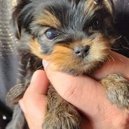Yorkshire Terriers from Gonzalo Yorkies