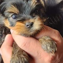 Yorkshire Terriers from Gonzalo Yorkies