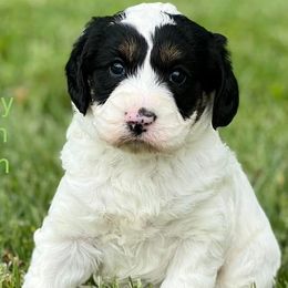 Bernedoodles and Sheepadoodles from Serenity Creek Doodles