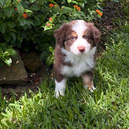 Luna - Red tri female Miniature Australian Shepherd puppy in Pasadena, Texas from Janet Opre-Mittendorf Moss Hill Aussies